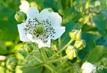 Сегодня великолучанам обещают солнце