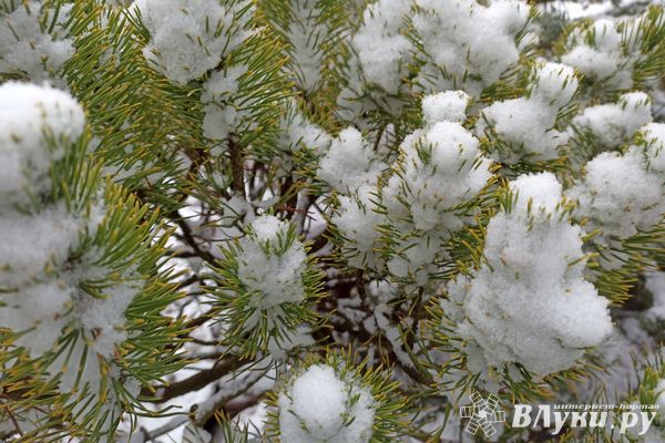 Сегодня в Великих Луках будет облачно