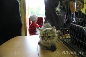 В Великих Луках прошла выставка кошек (фото)