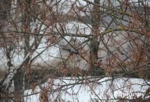 Прогноз погоды на 4 декабря в Великих Луках