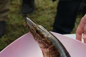 Чемпионат Великих Лук по ловле спиннингом: клевала, но мало (ФОТО)