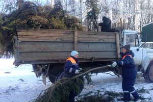 Главная ёлка города попрощалась с великолучанами (ФОТО)