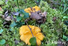 Прогноз погоды в Великих Луках на 22 августа