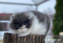 Экспансия зимы продолжается