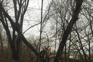 Жутковатое дерево близ острова Дятлинка