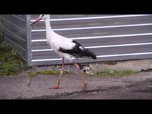 Аист в Великих Луках