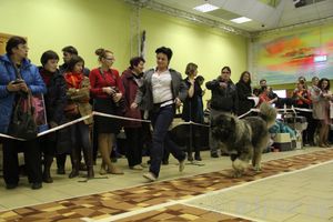 Всероссийская выставка собак «Великие Луки — 2014»