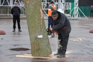 Сегодня в Великие Луки привезли главную новогоднюю ёлку (фото)