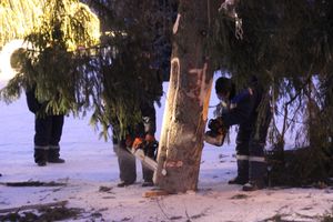 Новогодняя ёлочка приехала наконец в Великие Луки (ФОТО)