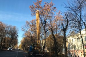 В Великих Луках обрезают тополя (ФОТО)