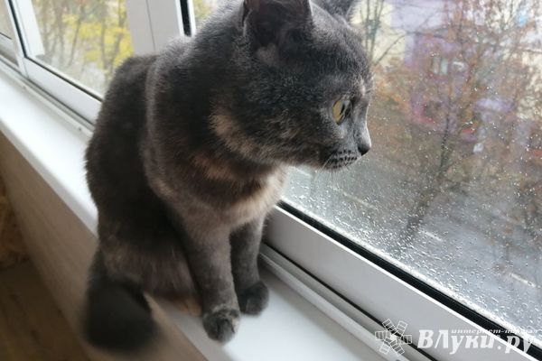 Прогноз погоды на 19 октября в Великих Луках