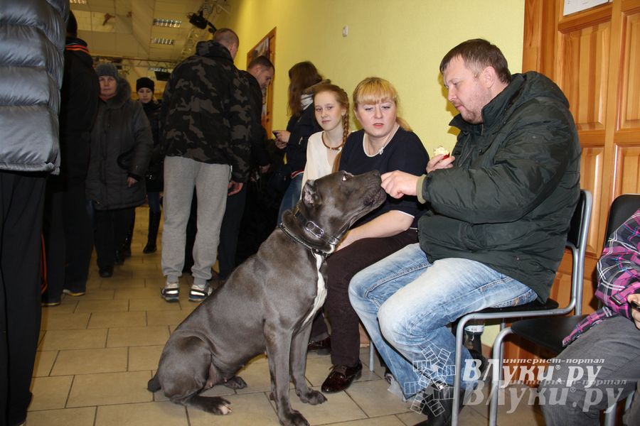 Всероссийская выставка собак в Великих Луках (фото)