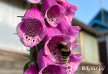 Прогноз погоды на 3 июля в Великих Луках