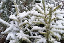 Управление Роспотребнадзора по Псковской области делится советами, как выбрать новогоднюю ель