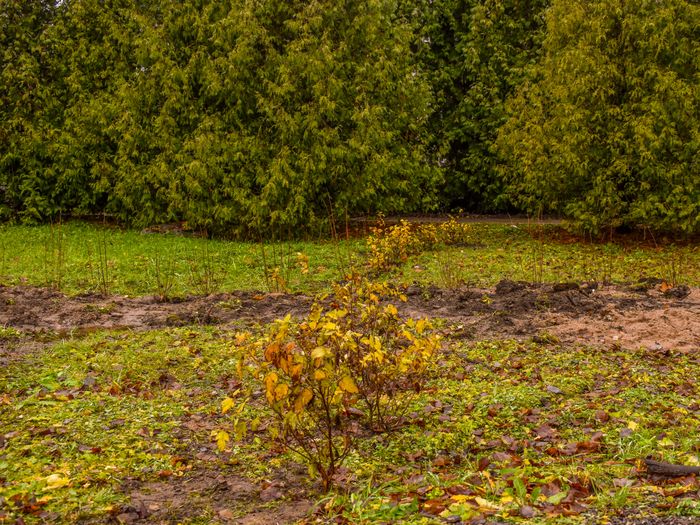 Фото: компания Greenworks