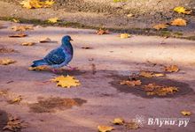 Солнечное окно открывается