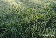 Заморозки и высокую пожарную опасность прогнозируют в Псковской области с 2 по 4 июня