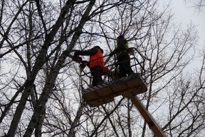 На проспекте Гагарина идет формовка деревьев (ФОТО)