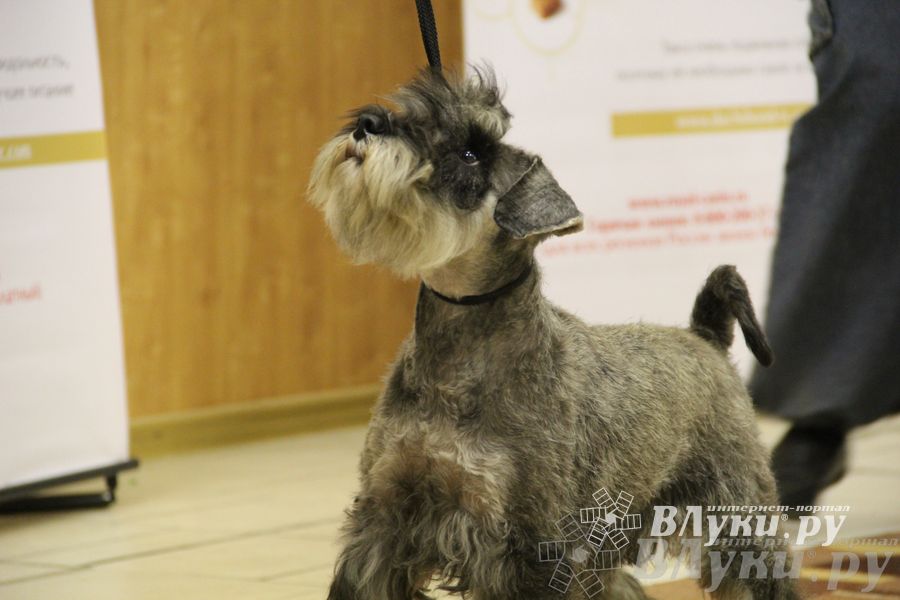 Всероссийская выставка собак «Великие Луки — 2014»