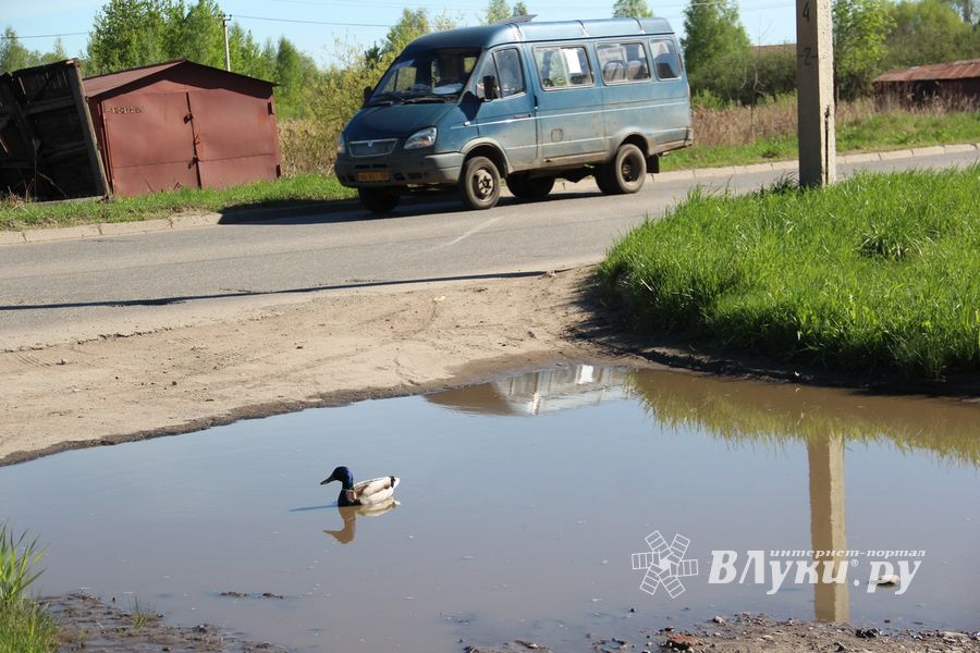 Фотофакт: селезню приглянулась лужа на дороге
