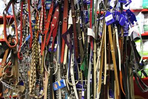 «Zooбастики»: подарите праздник своим любимцам! (ФОТО+ВИДЕО)