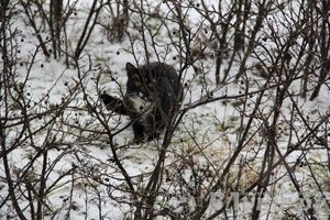 Зима. Начало