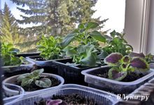 Сегодня великолучанам обещают теплую погоду