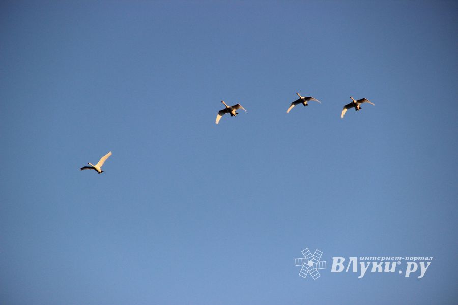 ВЛуки.ру