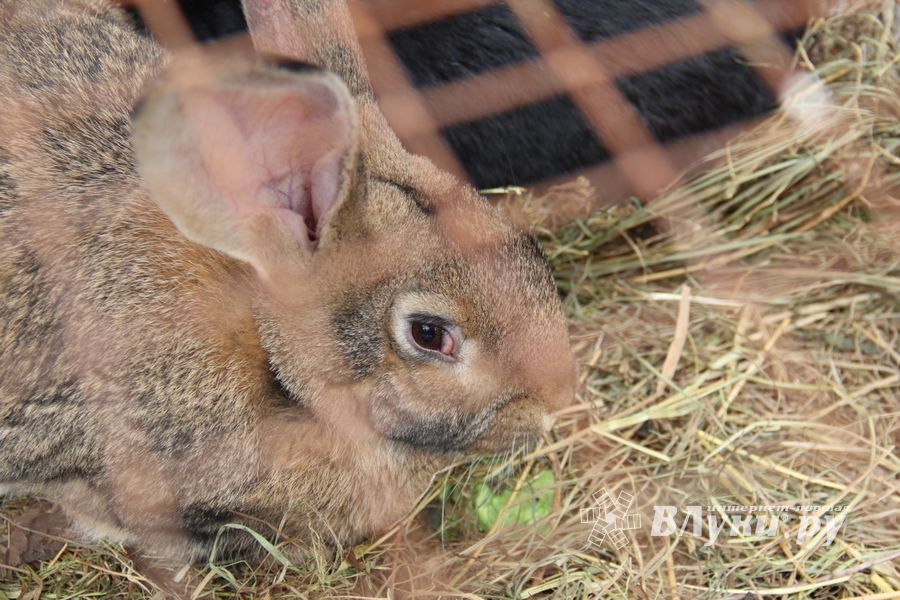 В Великих Луках проходит Весенняя ярмарка (ФОТО)