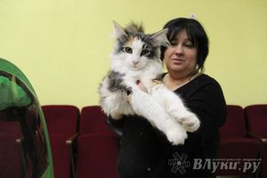 В Великих Луках прошла выставка кошек (фото)