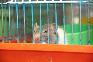 «Zooбастики»: подарите праздник своим любимцам! (ФОТО+ВИДЕО)