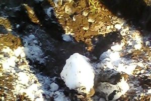 Фото с www.afanasy.biz