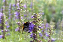 От лета к осени:  о погоде в августе в Псковской области рассказали в МЧС