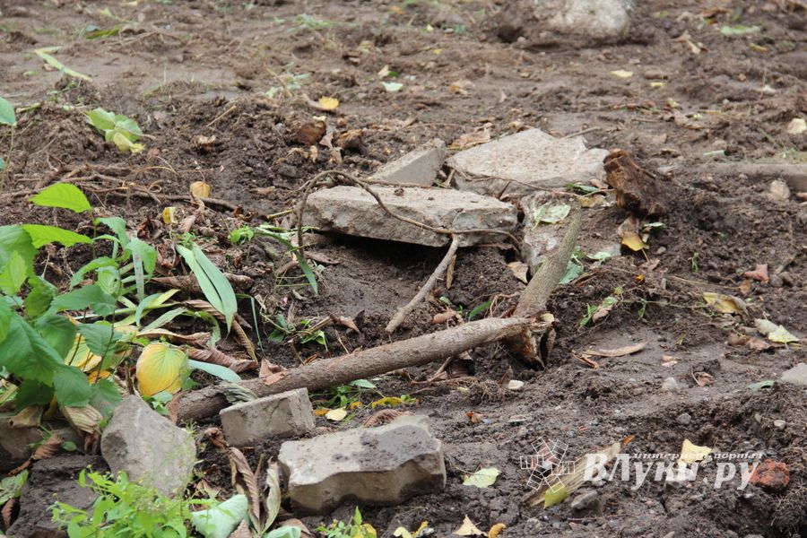 Куда исчезли пихты у Свято-Вознесенского собора в Великих Луках