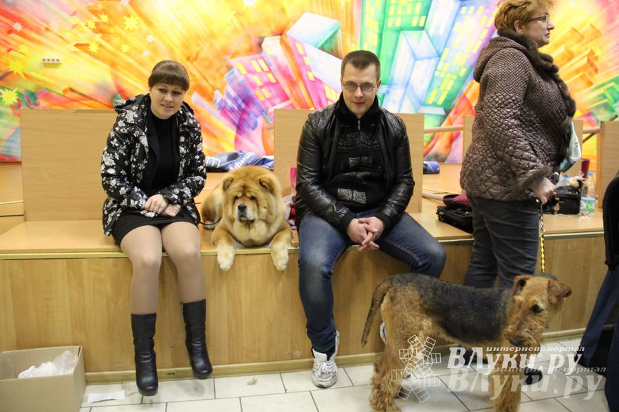Всероссийская выставка собак в Великих Луках (фото)