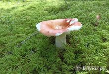 Сегодня воздух в Великих Луках прогеется до +24