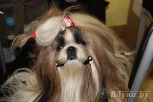 Всероссийская выставка собак в Великих Луках (фото)