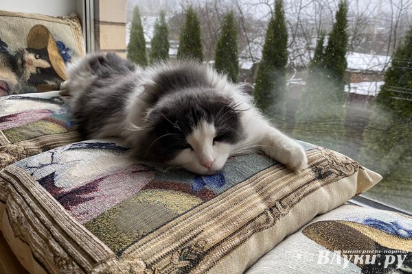 Прогноз погоды в Великих Луках на 5 ноября