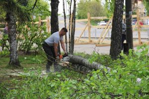 На площади Калинина убирают лишние деревья (ФОТО)