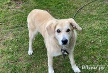 В России собачников могут обязать использовать бумажные пакеты при выгуле питомцев