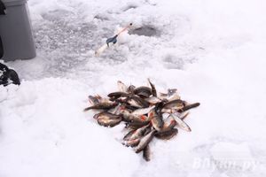 Подведены итоги Открытого чемпионата Великих Лук по рыболовному спорту (фото)