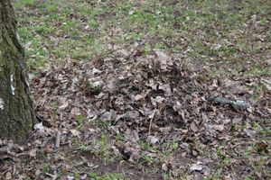 Городские СМИ провели субботник (ФОТО)