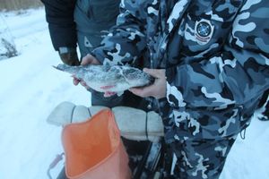 112 правонарушений выявлено сотрудниками рыбоохраны в Псковской области за три месяца