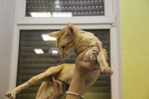 В Великих Луках прошла выставка кошек (фото)