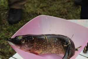 Чемпионат Великих Лук по ловле спиннингом: клевала, но мало (ФОТО)