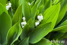 Возвращение теплой погоды прогнозируют на Северо-Западе