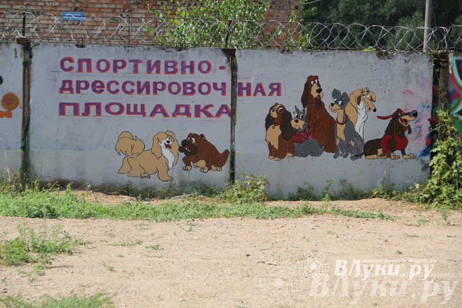 День открытых дверей на спортивно-дрессировочной площадке