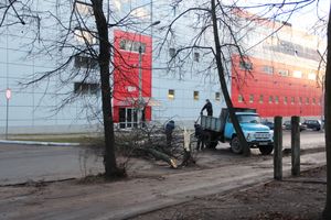 В Великих Луках дерево упало на проезжую часть 