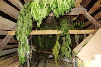 Дачник из Гдовского района отправится в колонию за выращивание конопли (фото)