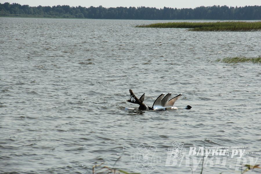 «Купала-фест» — 2014